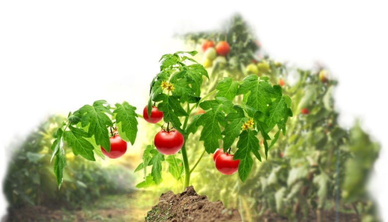 Horticultural lighting suppliers